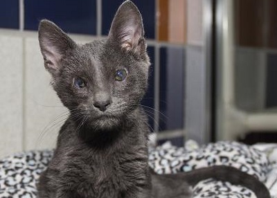 Houston Humane Society | Shinso