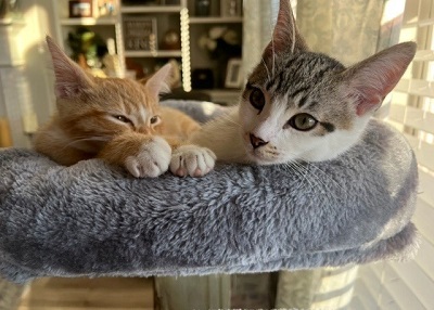 Houston Humane Society | Happy Tail Simba and Maui