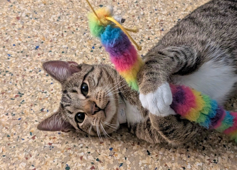 Houston Humane Society | Simba's Journey Home