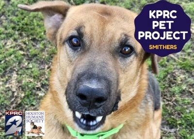 Houston Humane Society | Smithers