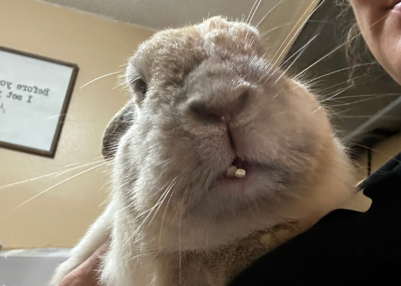 Houston Humane Society | Snaggle’s Happy Tail