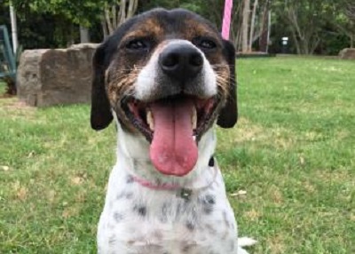 Houston Humane Society | Snoopy
