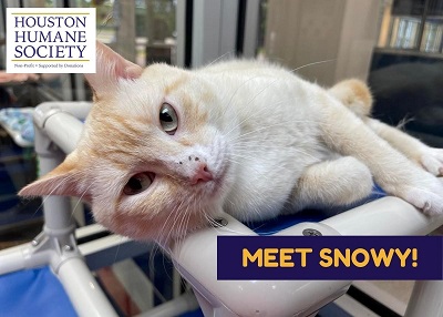 Houston Humane Society | Snowy