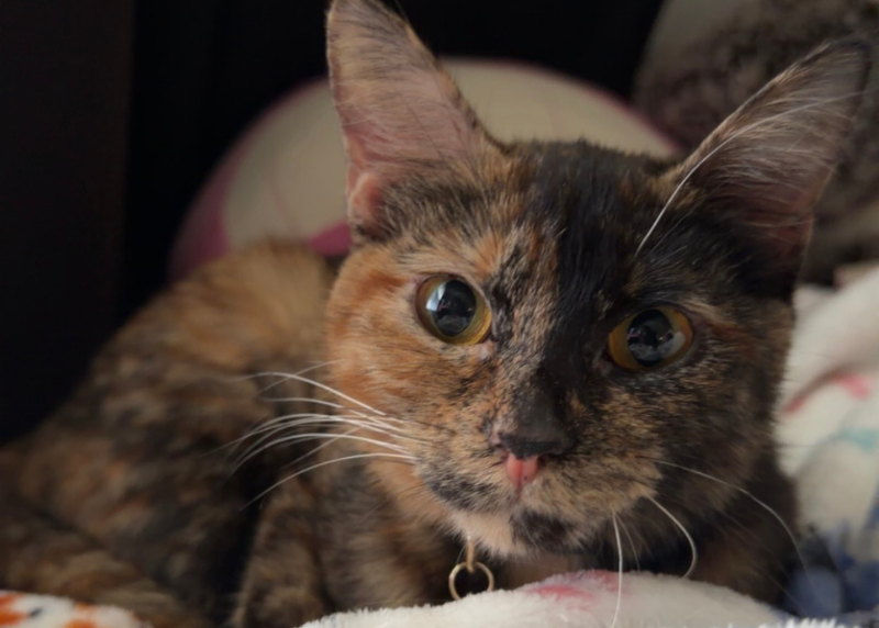 Houston Humane Society | Soju’s Happy Tail