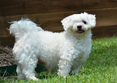 Houston Humane Society | Special Needs Sophie