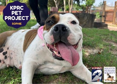 Houston Humane Society | Sophie
