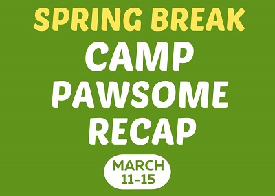 Houston Humane Society | Spring Break Camp Pawsome Recap 
