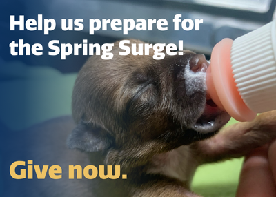 Houston Humane Society | Spring Surge
