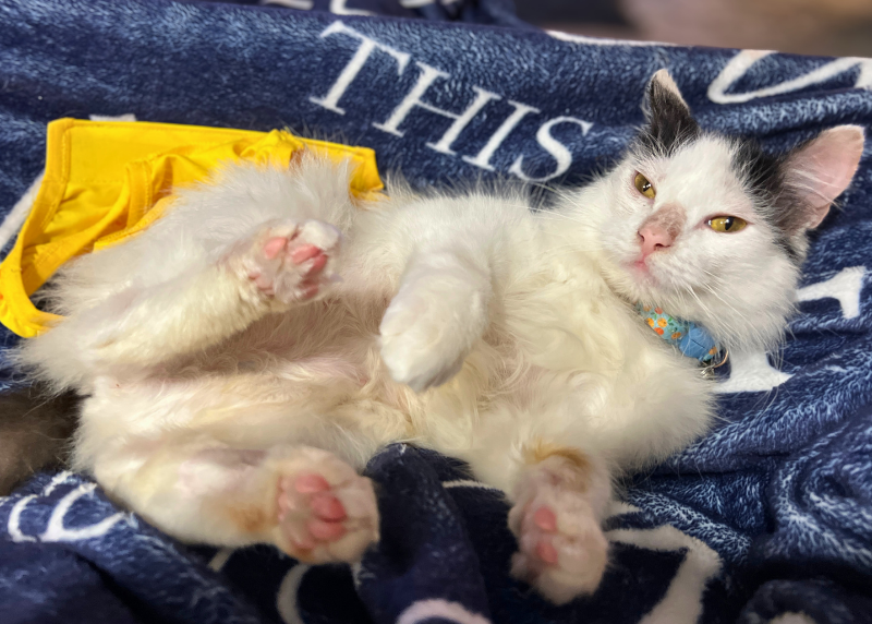 Houston Humane Society | Starbucks' Happy Tail