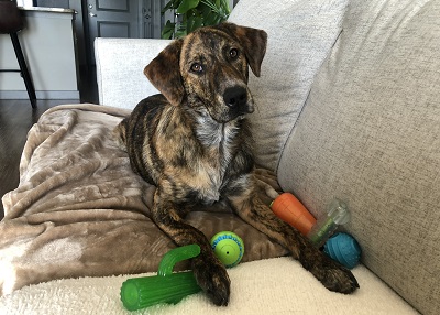Houston Humane Society | Happy Tail Stella