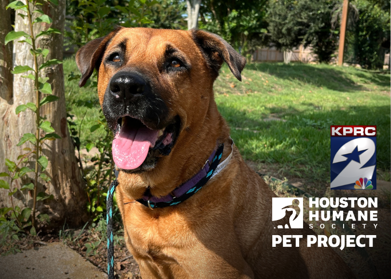 Houston Humane Society | Stephanie