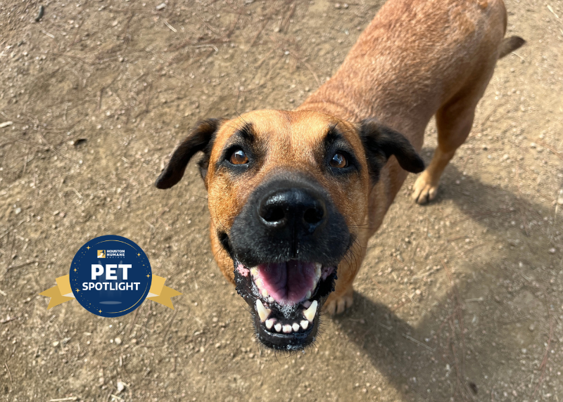 Houston Humane Society | Stephanie