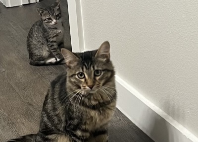 Houston Humane Society | Happy Tail Storm