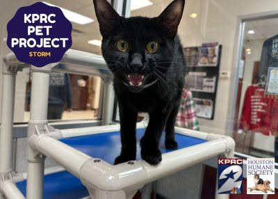 Houston Humane Society | Storm