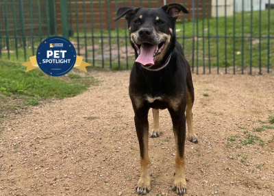 Houston Humane Society | Subaru