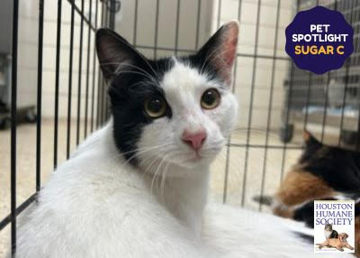 Houston Humane Society | Sugar C