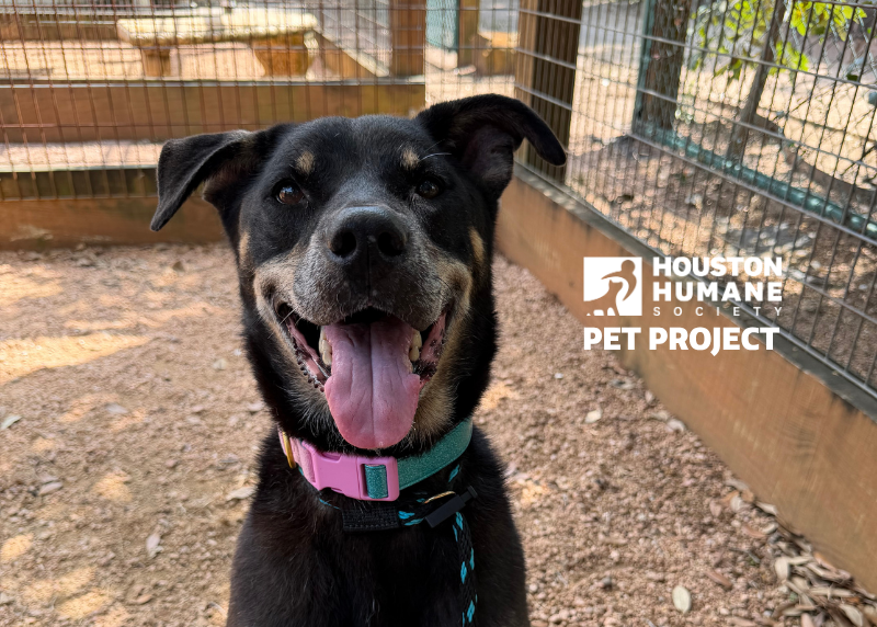 Houston Humane Society | Suki