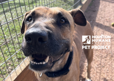 Houston Humane Society | Sunshine