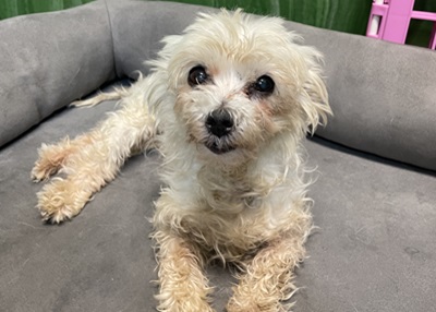 Houston Humane Society | Happy Tail Sunshine