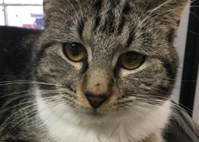 Houston Humane Society | Sweet Boy