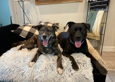 Houston Humane Society | Happy Tail Sweetie