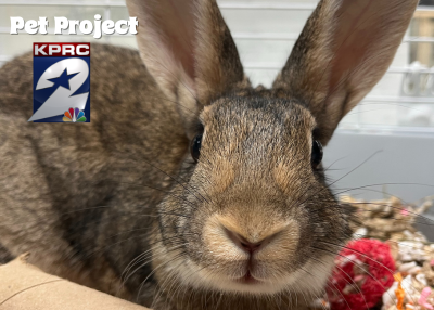 Houston Humane Society | Taiga