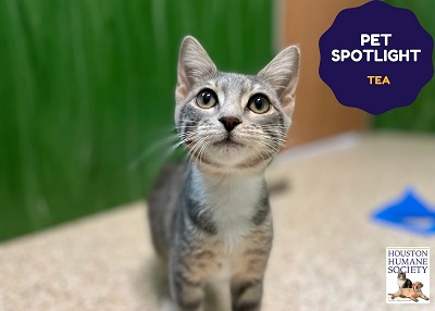 Houston Humane Society | Tea