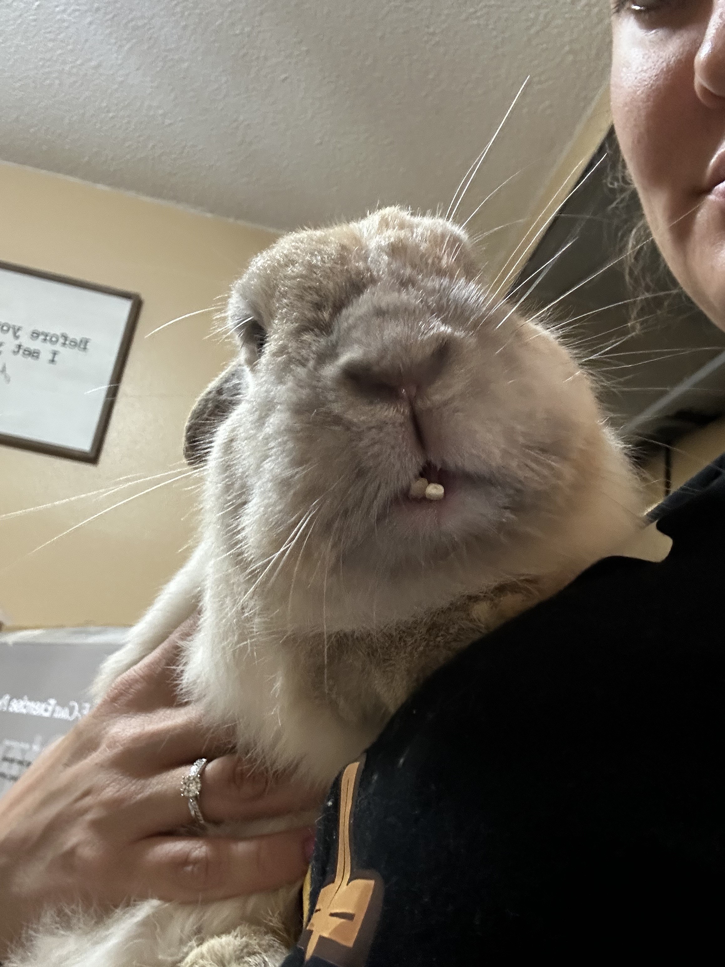 teddy-fka-snaggle-happy-tail-1