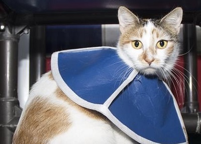 Houston Humane Society | Temari