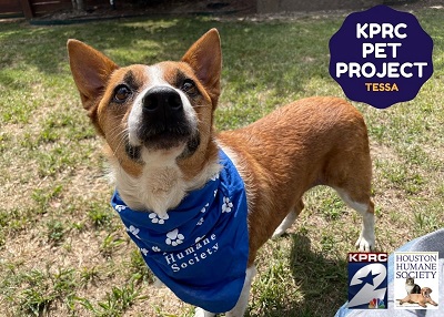 Houston Humane Society | Tessa