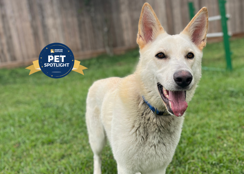 Houston Humane Society | Tigger