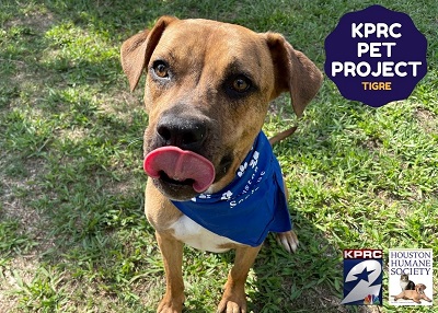 Houston Humane Society | Tigre
