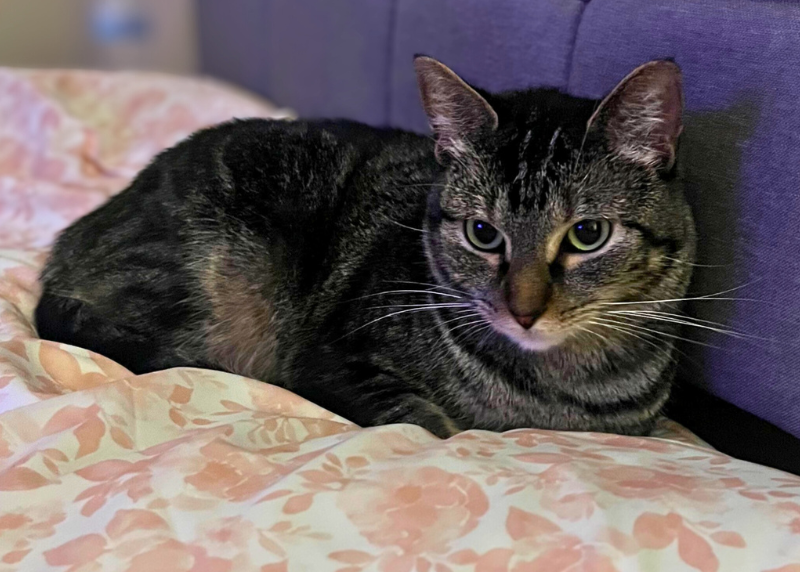 Houston Humane Society | Tilda's Happy Tail