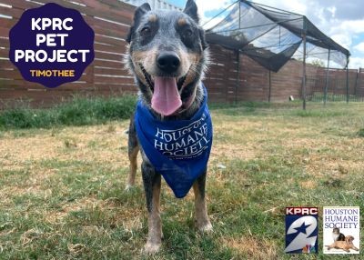 Houston Humane Society | Timothee