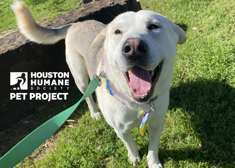 Houston Humane Society | Timothy
