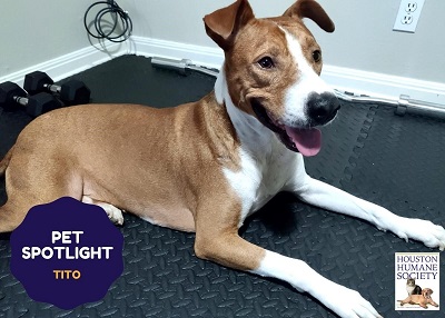 Houston Humane Society | Tito