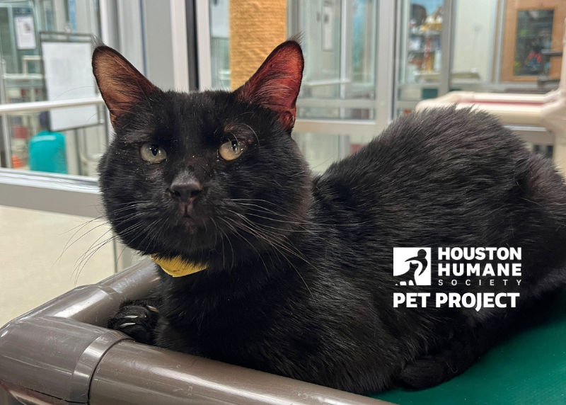 Houston Humane Society | Toad