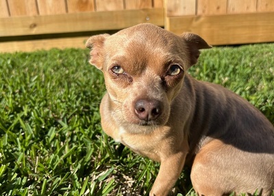 Houston Humane Society | Happy Tail Tobi