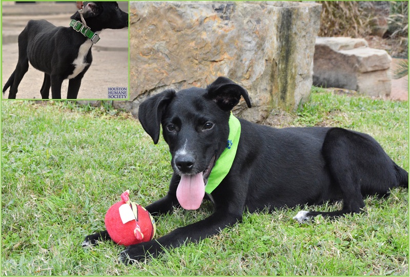 toby-up-for-adoption-fb-post