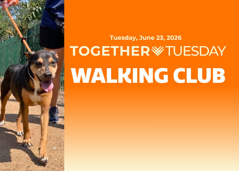 Houston Humane Society | Walking Club: Together Tuesday