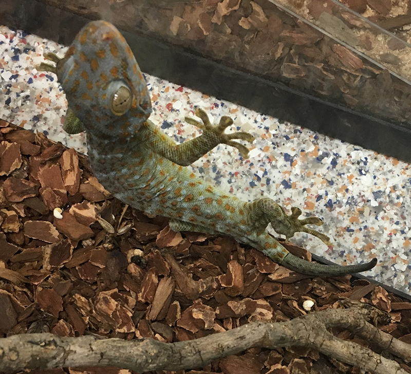 tokay-gecko