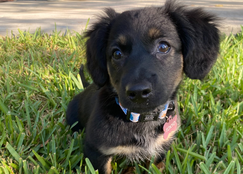 Houston Humane Society | Tokyo's Happy Tail