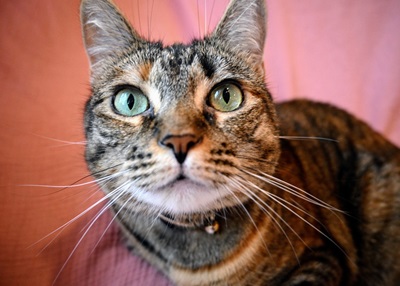 Houston Humane Society | Happy Tail Tonks