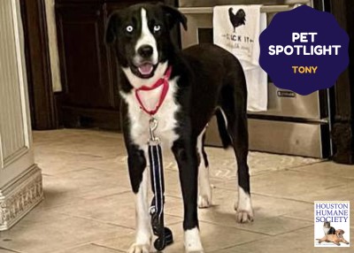 Houston Humane Society | Tony