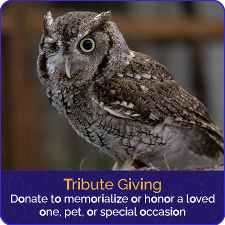 tribute-giving