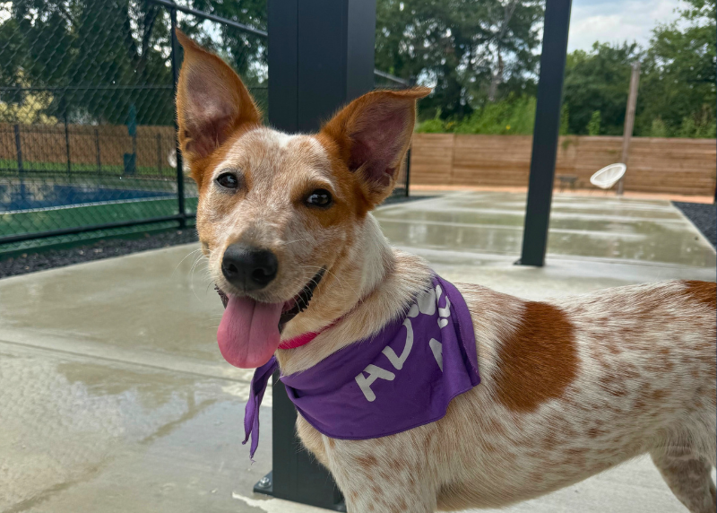 Houston Humane Society | Why Volunteer Rosa Fell in Love with Trident