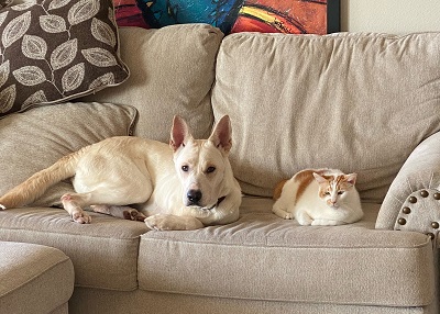 Houston Humane Society | Happy Tail Troika