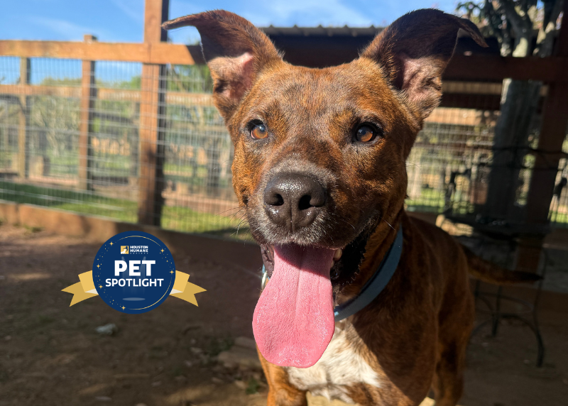 Houston Humane Society | Turbo