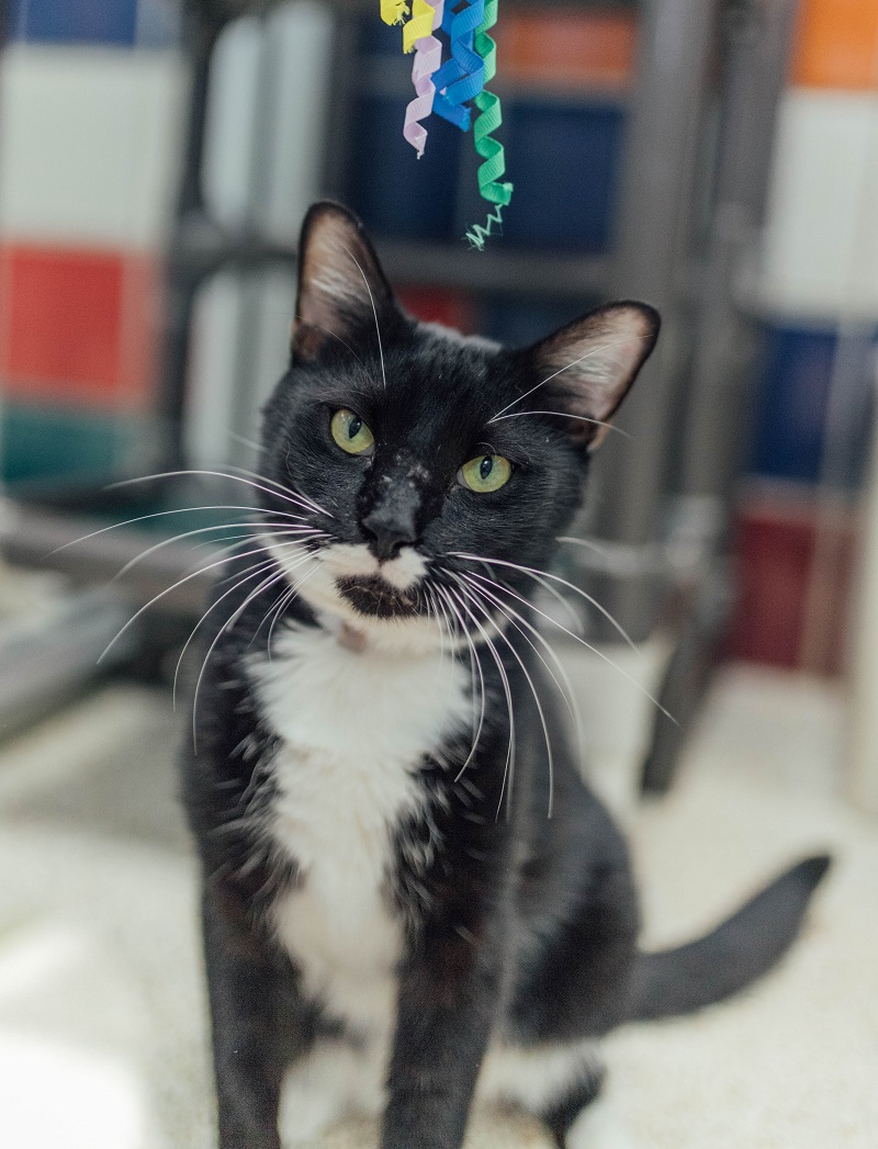tux