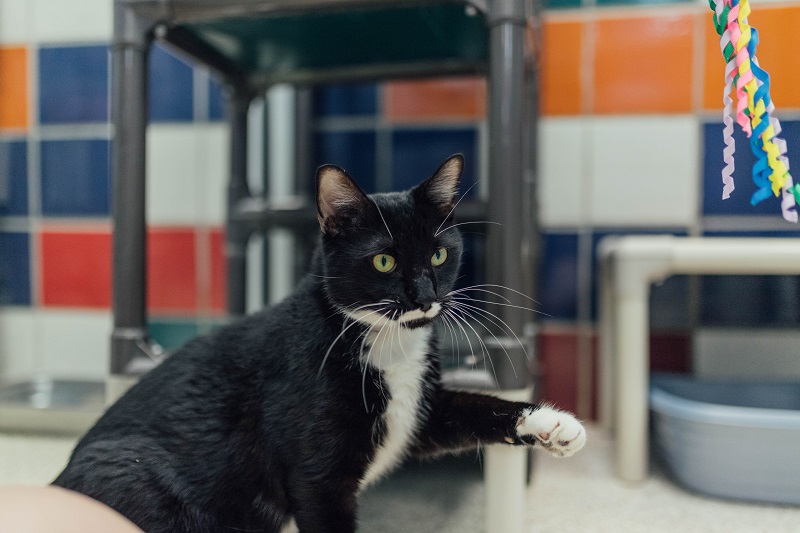 tux1